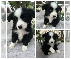 Miniature Australian Shepherd Puppy for sale in BROOKER, FL, USA