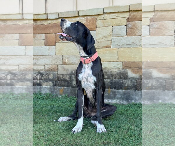 Medium Photo #3 Great Dane Puppy For Sale in PIPE CREEK, TX, USA