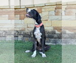 Small #2 Great Dane