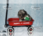 Small Photo #12 Poodle (Toy) Puppy For Sale in SANGER, TX, USA