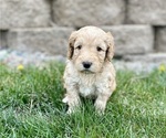 Small Photo #3 Australian Labradoodle Puppy For Sale in RICHLAND, WA, USA
