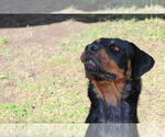 Small #4 Rottweiler