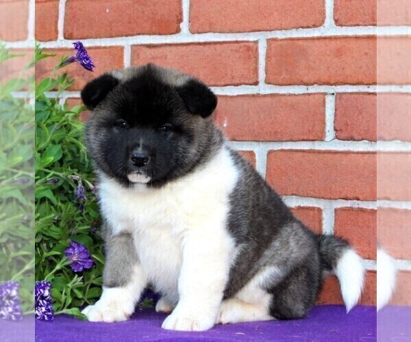 Medium Photo #6 Akita Puppy For Sale in DRUMORE, PA, USA