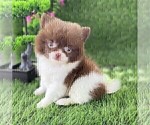 Small #1 Pomeranian