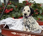 Dolly - Female Dalmatian Puppy for Sale - Small photo