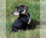 Puppy Eddie French Bulldog