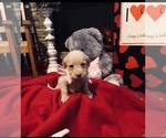 Small Photo #16 Labradoodle Puppy For Sale in DANVILLE, AL, USA