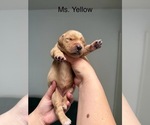 Small #10 Golden Retriever