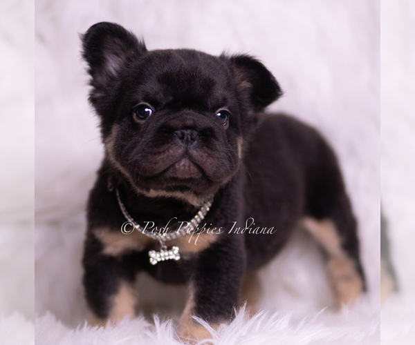 Medium Photo #4 French Bulldog Puppy For Sale in WARSAW, IN, USA
