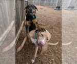 Small #8 Rottweiler Mix