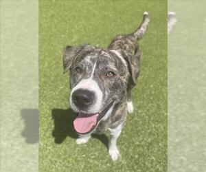 American Pit Bull Terrier-Siberian Husky Mix Dogs for adoption in Derwood, MD, USA