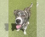 Small American Pit Bull Terrier-Siberian Husky Mix