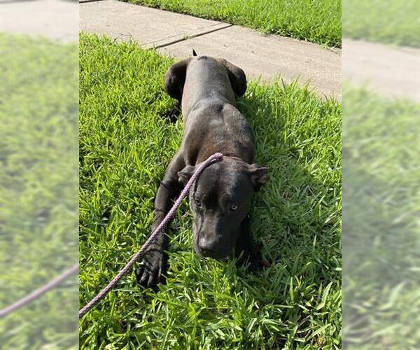 Medium Photo #1 American Pit Bull Terrier Puppy For Sale in Houston, TX, USA