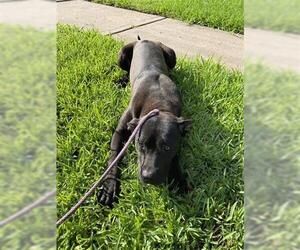 American Pit Bull Terrier Dogs for adoption in Houston, TX, USA