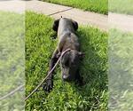 Small American Pit Bull Terrier