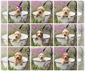 Goldendoodle Puppy for sale in SPRINGTOWN, TX, USA