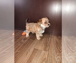 Small Photo #2 Yorkshire Terrier Puppy For Sale in LAPEER, MI, USA
