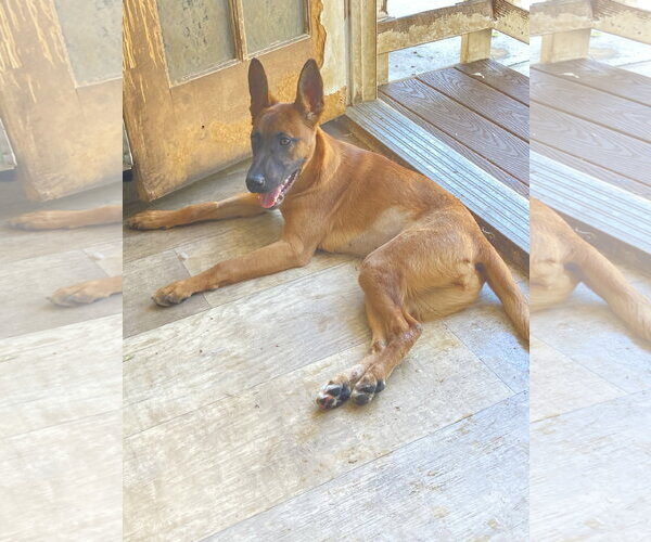 Medium Photo #4 German Shepherd Dog-Unknown Mix Puppy For Sale in San Diego, CA, USA