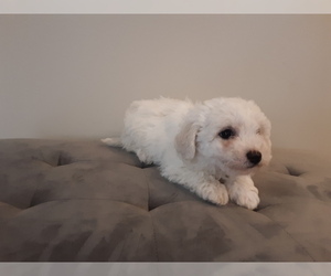 Bichon Frise Puppy for sale in PELHAM, NH, USA