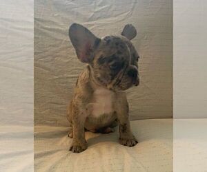 French Bulldog Puppy for sale in JOHNS ISLAND, SC, USA