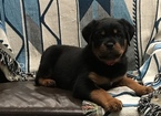 Small Photo #2 Rottweiler Puppy For Sale in BEVERLY HILLS, CA, USA