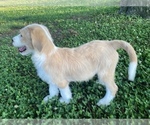 Small Photo #17 Labradoodle Puppy For Sale in CANON, GA, USA