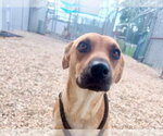Small #4 Mountain Cur Mix