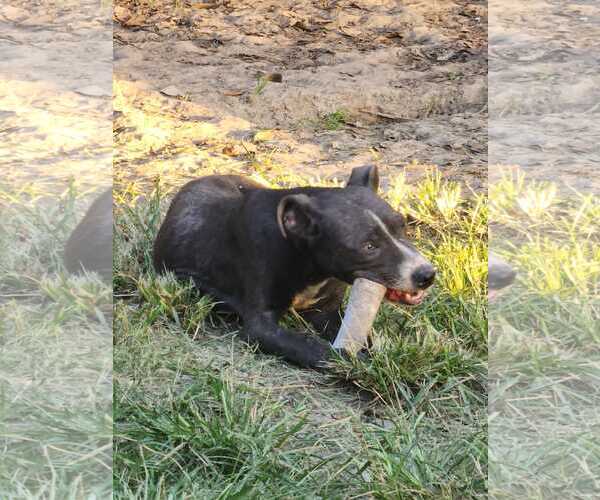 Medium Photo #5 American Pit Bull Terrier-Unknown Mix Puppy For Sale in Oakhurst, NJ, USA