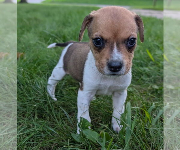 Medium Photo #5 Beagle Puppy For Sale in Brooklyn Center, MN, USA