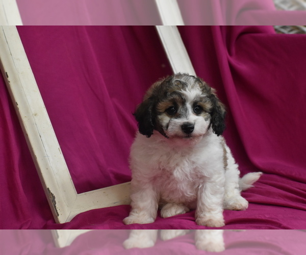 Medium Photo #1 Bichpoo Puppy For Sale in ELDORADO, OH, USA
