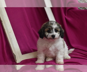 Bichpoo Puppy for sale in ELDORADO, OH, USA