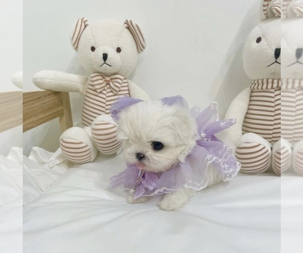 Medium Photo #12 Maltese Puppy For Sale in HAYWARD, CA, USA