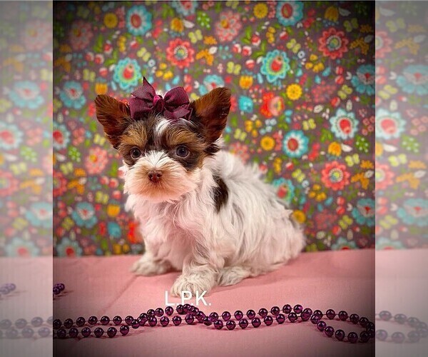 Medium Photo #1 Yorkshire Terrier Puppy For Sale in WINNSBORO, LA, USA