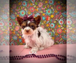 Yorkshire Terrier Puppy for sale in WINNSBORO, LA, USA