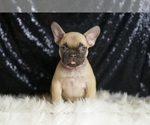 Small Photo #13 French Bulldog Puppy For Sale in WARSAW, IN, USA