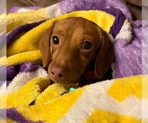 Dachshund Dogs for adoption in Sioux Falls, SD, USA