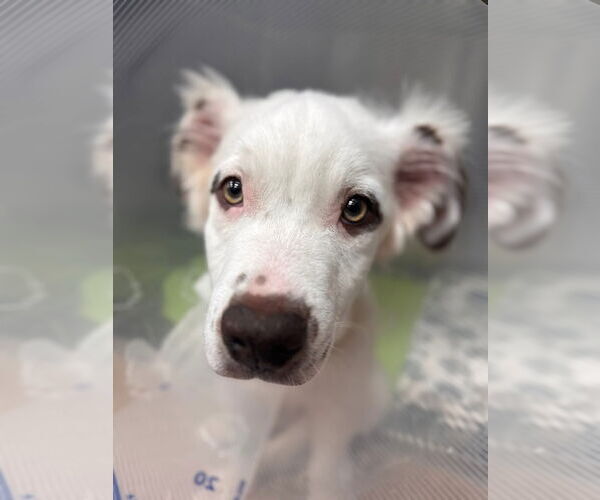 Medium Photo #4 American Pit Bull Terrier-Australian Shepherd Mix Puppy For Sale in New London, WI, USA