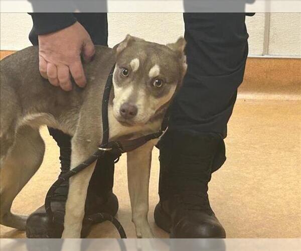Medium Photo #1 Australian Kelpie-Siberian Husky Mix Puppy For Sale in Martinez, CA, USA