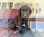 Small #12 Labrador Retriever