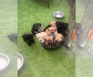 Chiweenie Dogs for adoption in Imperial Beach, CA, USA