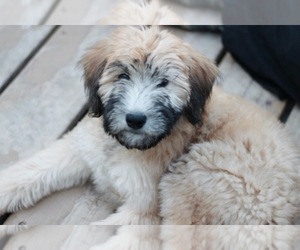 Whoodle Puppy for Sale in ASHBY, Minnesota USA