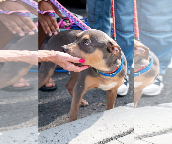 Medium Photo #8 American Staffordshire Terrier-Unknown Mix Puppy For Sale in Oakhurst, NJ, USA