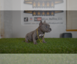 Small #2 American Bully
