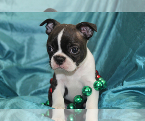 Boston Terrier Puppy for sale in BROOKSVILLE, FL, USA