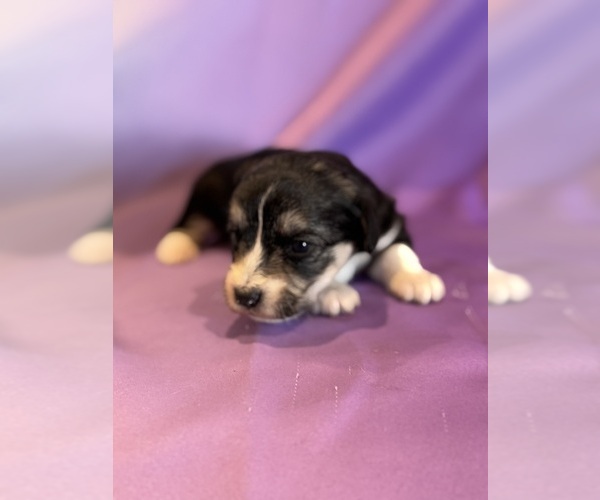 Medium Photo #10 Corgipoo Puppy For Sale in LONGMONT, CO, USA