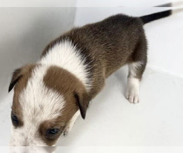 Medium Photo #1 Labrador Retriever Puppy For Sale in Houston, TX, USA