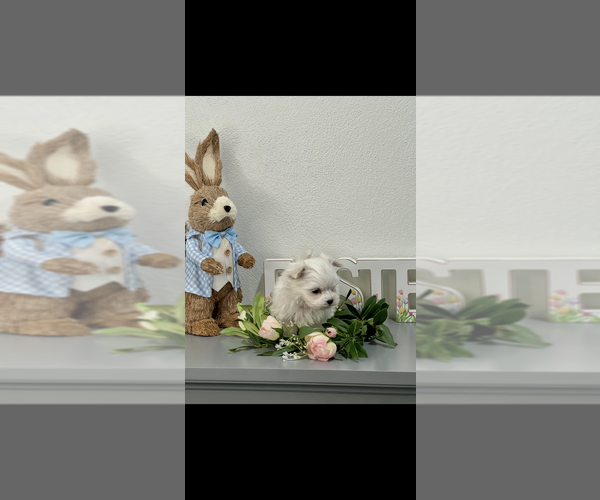 Medium Photo #2 Maltese Puppy For Sale in NILES, MI, USA