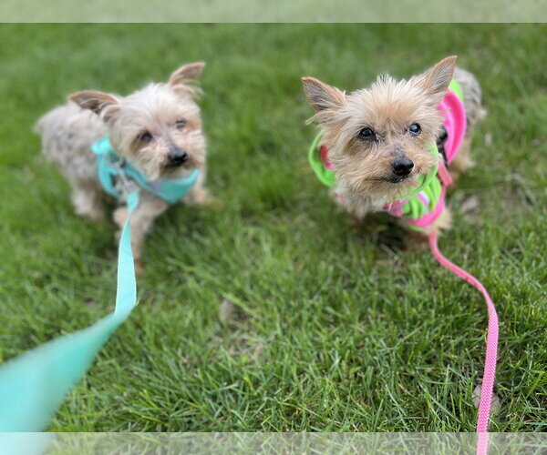 Medium Photo #1 Mutt Puppy For Sale in Allentown,, PA, USA