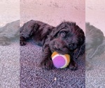Small #2 Saint Berdoodle