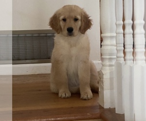 Golden Retriever Puppy for sale in RADCLIFF, KY, USA